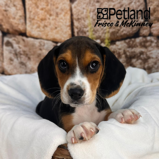 [#M12956] Black White and Tan M Beagle Puppies for Sale