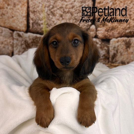 [#M13070] Wild boar M Dachshund Puppies for Sale
