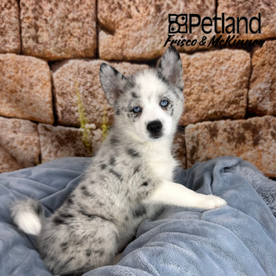 [#M12720] Blue Merle and White F Pomski Puppies for Sale