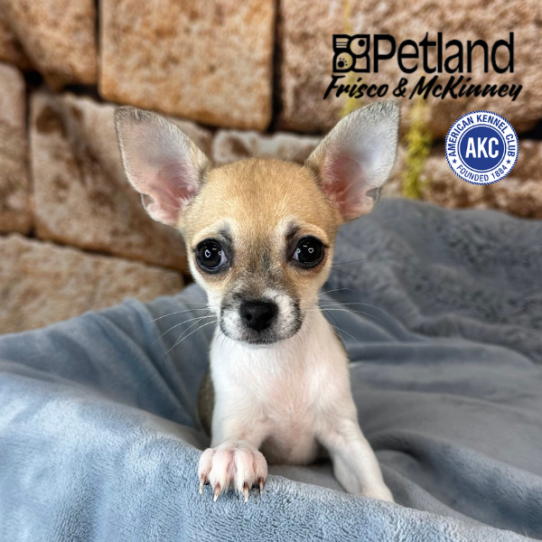 [#252622-04] Sable / White F Chihuahua Puppies for Sale