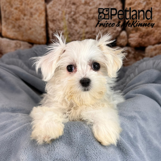 [#252644-05] White F Maltese/Bichon Puppies for Sale