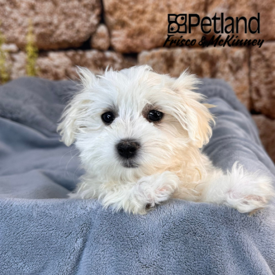 [#252645-01] White F Maltese/Bichon Puppies for Sale