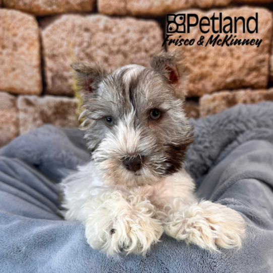 [#252705-03] Brown / White F Miniature Schnauzer Puppies for Sale