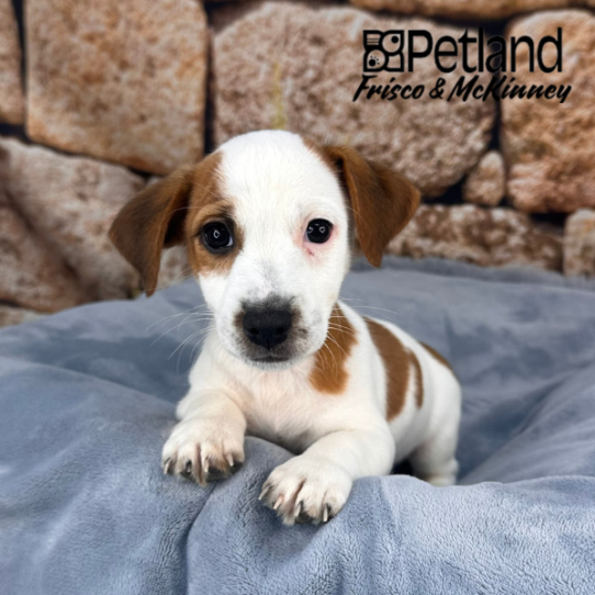 [#252725-02] Tan / White M Jack Russell Terrier Puppies for Sale