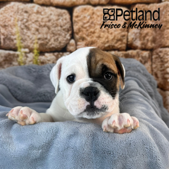 [#252903-04] Red / White F Victorian Bulldog Puppies for Sale