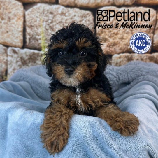 [#252937-02] Black / Tan M Poodle Mini Puppies for Sale