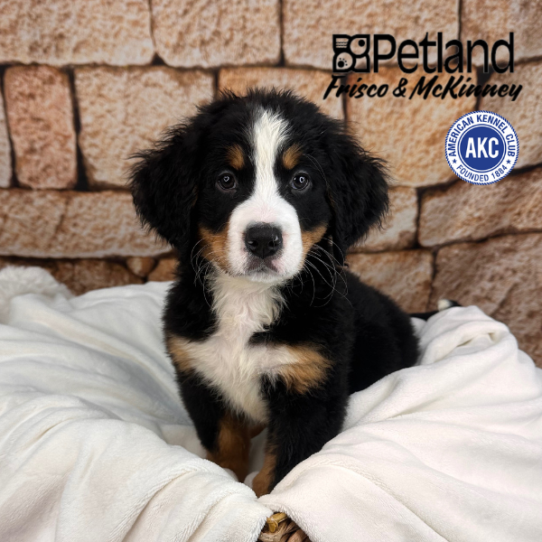 [#25153-01] Black Rust / White M Bernese Mountain Dog Puppies for Sale