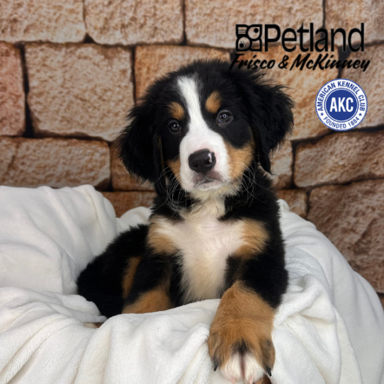 [#25153-02] Black Rust / White M Bernese Mountain Dog Puppies for Sale