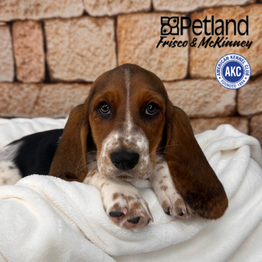 [#M12463] Black White and Tan F Basset Hound Puppies for Sale
