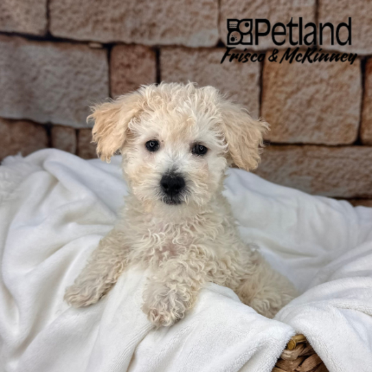[#M12455] Cream F Bichon Poo Puppies for Sale