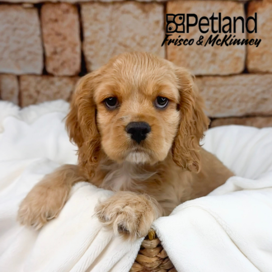 [#M12384] Golden M Cockalier Puppies for Sale