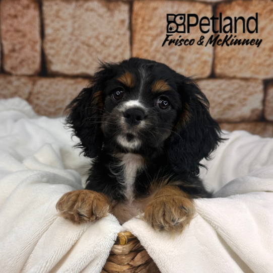 [#M12386] Black and Tan F Cockalier Puppies for Sale
