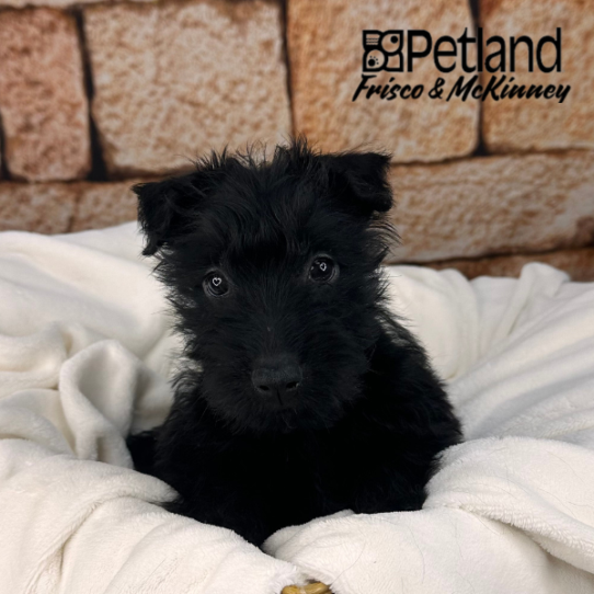 [#M12604] Black M Scottish Terrier Puppies for Sale