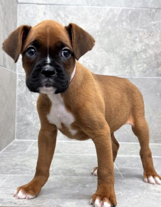 [#25476-01] Mahogany M Boxer Puppies for Sale