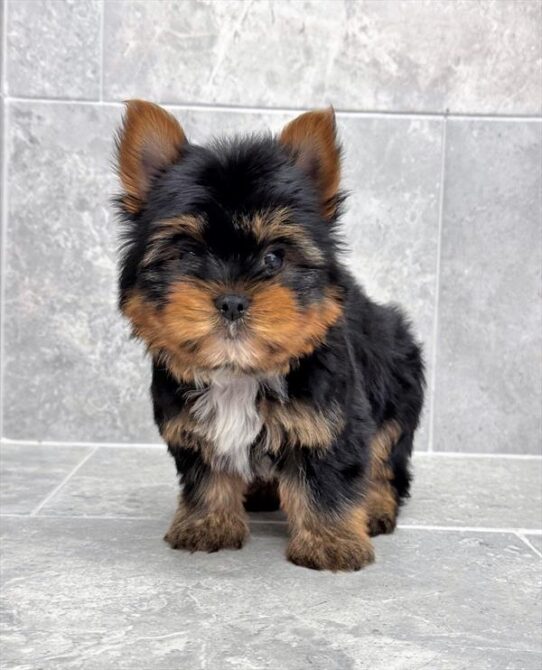[#25490-01] Black / Tan M Yorkshire Terrier Puppies for Sale