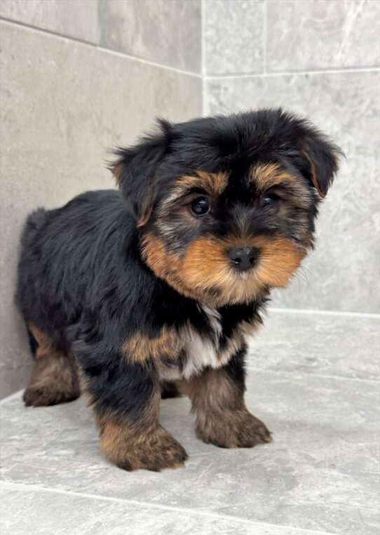 [#25490-03] Black / Tan F Yorkshire Terrier Puppies for Sale