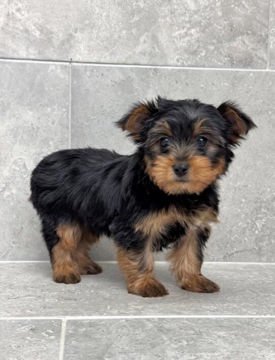 [#25502-01] Black / Tan M Yorkshire Terrier Puppies for Sale