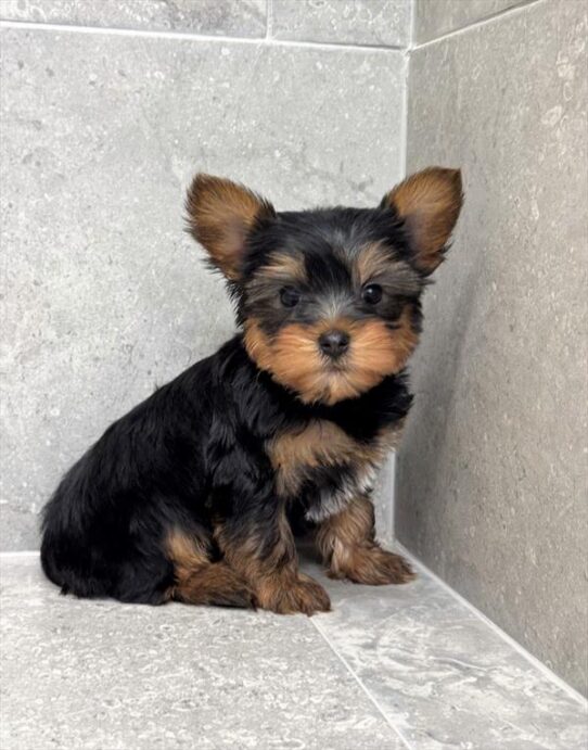 [#25502-02] Black / Tan F Yorkshire Terrier Puppies for Sale