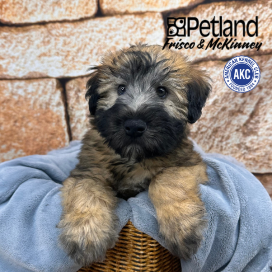 [#252507-04] Wheaten M Soft Coated Wheaten Terrier Puppies for Sale