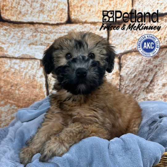 [#252507-06] Wheaten F Soft Coated Wheaten Terrier Puppies for Sale