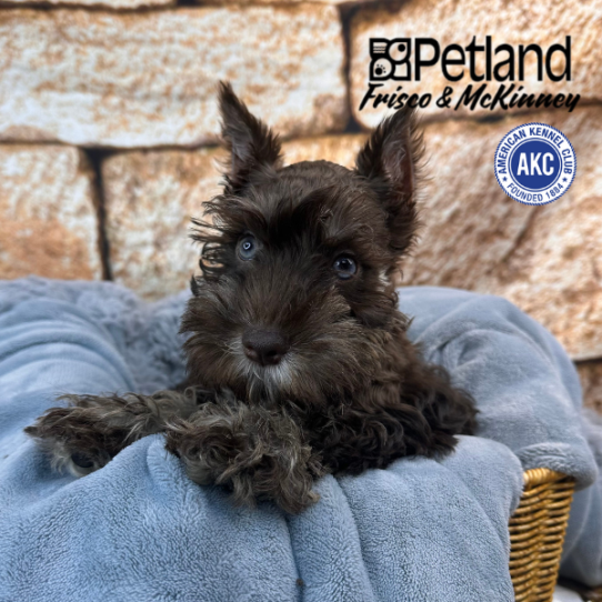 [#252630-01] Chocolate F Miniature Schnauzer Puppies for Sale