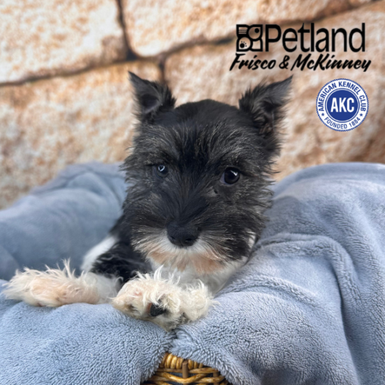 [#252630-02] Black / White F Miniature Schnauzer Puppies for Sale