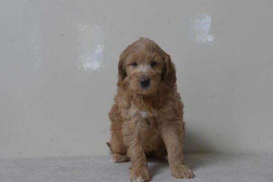 [#252862-03] Red M Goldendoodle Mini 2nd Gen Puppies for Sale