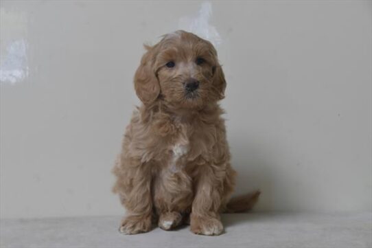 [#252862-04] Cream M Goldendoodle Mini 2nd Gen Puppies for Sale