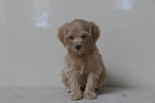 [#252862-06] Cream F Goldendoodle Mini 2nd Gen Puppies for Sale