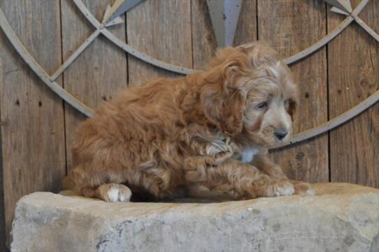 [#252891-03] Light Red F Goldendoodle Mini 2nd Gen Puppies for Sale