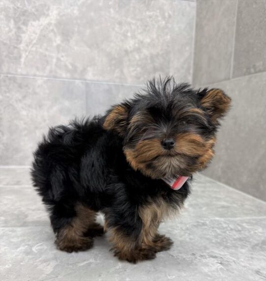 [#25472-01] Black / Tan F Yorkshire Terrier Puppies for Sale
