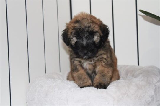 [#252507-04] Wheaten M Soft Coated Wheaten Terrier Puppies for Sale