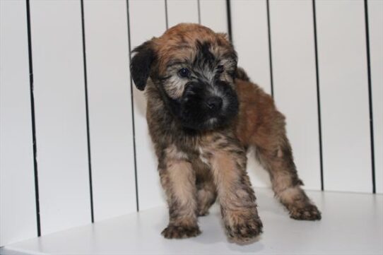 [#252507-06] Wheaten F Soft Coated Wheaten Terrier Puppies for Sale