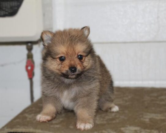 [#252860-02] Sable M Pomeranian Puppies for Sale