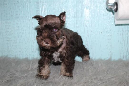 [#252630-01] Chocolate F Miniature Schnauzer Puppies for Sale