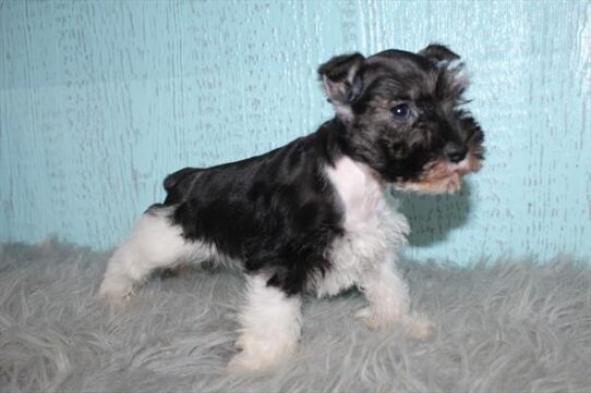 [#252630-02] Black / White F Miniature Schnauzer Puppies for Sale