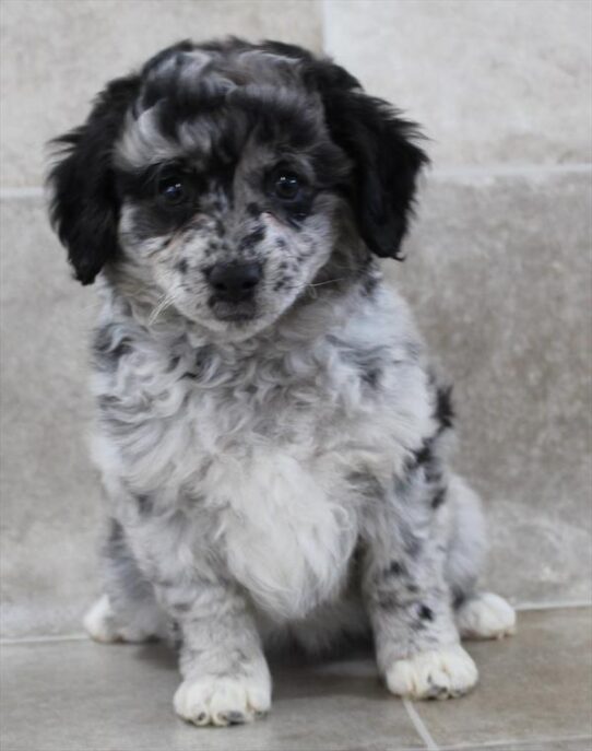 [#25526-03] Blue Merle F Aussiedoodle Mini Puppies for Sale