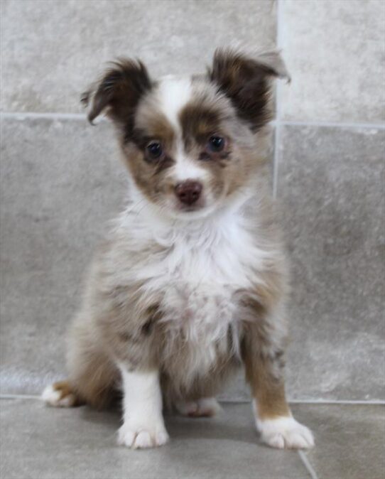 [#25525-01] Red Merle M Miniature Australian Shepherd Puppies for Sale