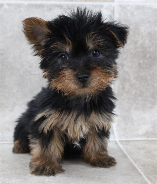 [#25524-02] Black / Tan M Yorkshire Terrier Puppies for Sale