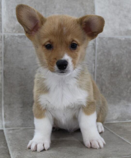[#25515-02] Sable / White M Pembroke Welsh Corgi Puppies for Sale