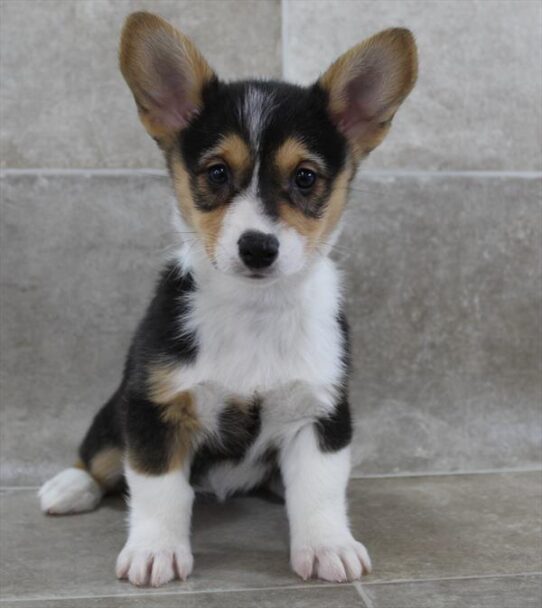 [#25515-07] Black Tan / White F Pembroke Welsh Corgi Puppies for Sale