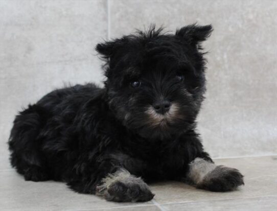 [#25514-04] Black Silver F Miniature Schnauzer Puppies for Sale