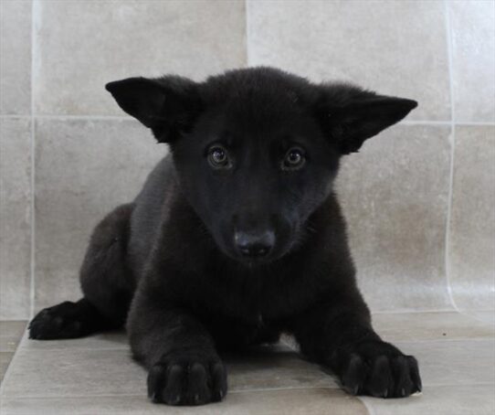[#25513-03] Black F German Shepherd Dog Puppies for Sale
