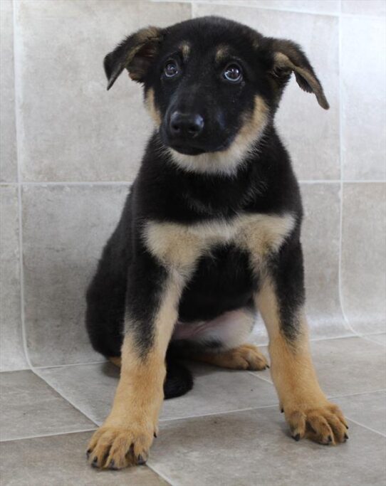 [#25513-05] Black / Tan F German Shepherd Dog Puppies for Sale