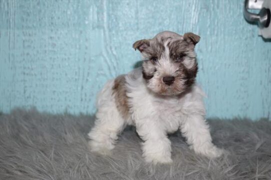 [#252705-03] Brown / White F Miniature Schnauzer Puppies for Sale