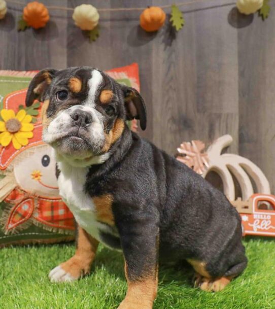 [#252923-02] Black White / Tan F Bulldog Puppies for Sale