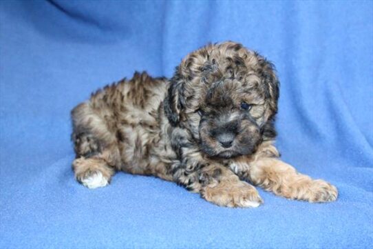 [#252937-02] Black / Tan M Poodle Mini Puppies for Sale