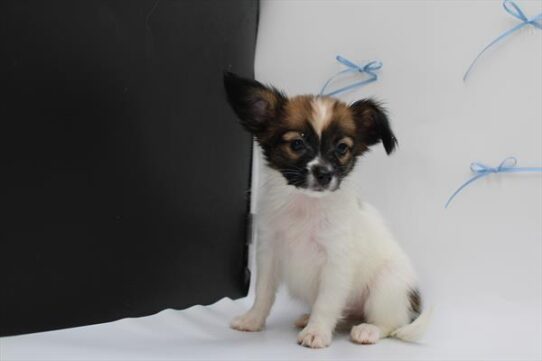 [#252765-07] Tri-Colored F Papillon Puppies for Sale