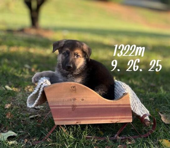 [#25774-02] Black / Tan M German Shepherd Dog Puppies for Sale