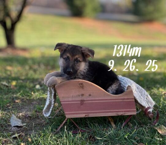 [#25774-03] Black / Tan M German Shepherd Dog Puppies for Sale